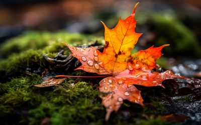 Der Herbstzauber in Ihrem Garten: Tipps von Gartenbau Görtzen aus Rees