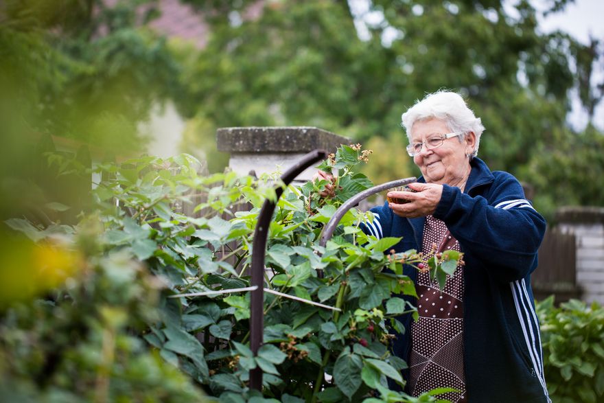 Gartenbau Görtzen - Frau steht am Strauch und möchte etwas Ernten