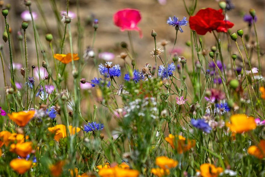 Gartenbau Görtzen- Blumenwiese