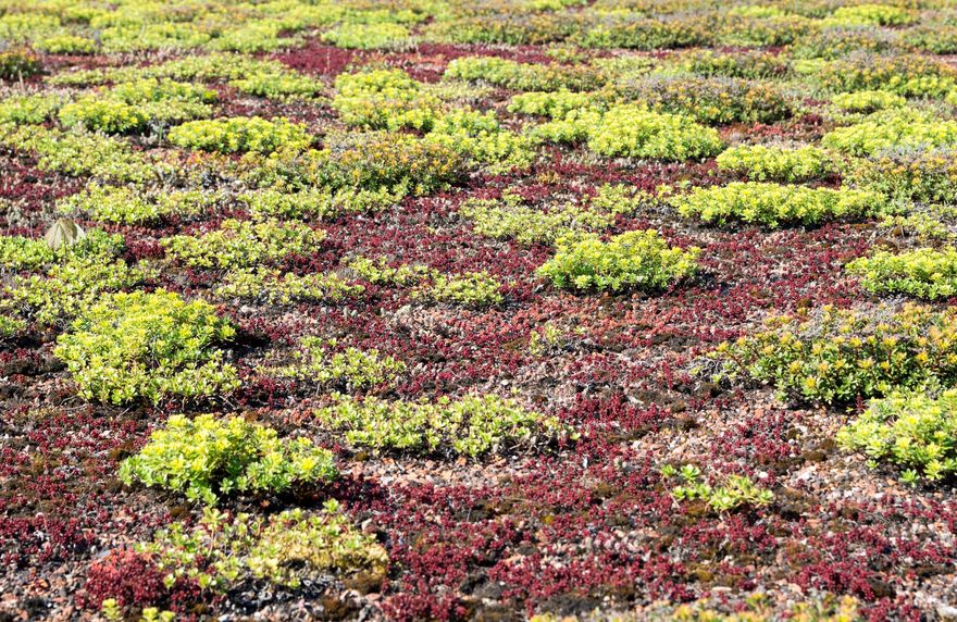 Gartenbau Görtzen - Dachbegrünung